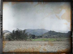 Image représentant Un paysage avec un arbre en fleur