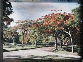 Image représentant Des flamboyants en fleurs aux abords d'une route