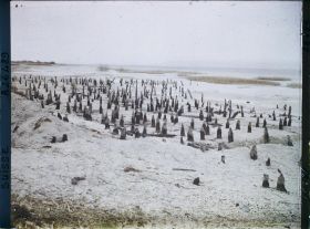 Image représentant Site palafittique préhistorique des Alpes, pieux en bois visibles lors de la baisse des eaux après la grande sécheresse de 1921