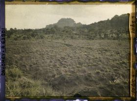 Image représentant Culture de l'arachide