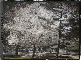 Image représentant Temple Kôfuku-ji : Cerisiers en fleurs et daims sacrés (shika) dans le parc de Nara, aux abords du temple
