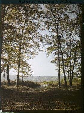 Image représentant Forêt