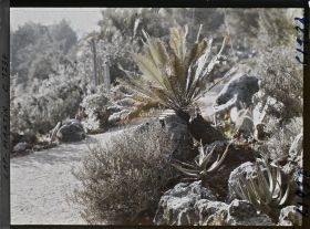 Image représentant le Jardin