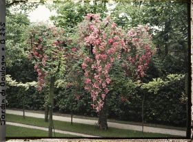 Image représentant Arbres fruitiers ornés de cascades de roses, face à la dépendance qui jouxte le verger-roseraie