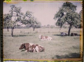 Image représentant Ile de France, Magny-en-Vexin, Pâturages