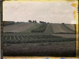 Image représentant Ile de France, Sarcelle St Briec, Verger de poiriers