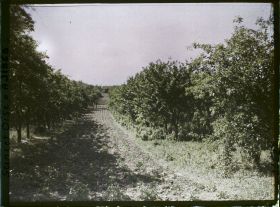 Image représentant France, Marly le Roi, Petit Champ de pommes de terre bordé d'Arbres (pruniers)