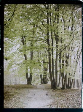 Image représentant France, Fontainebleau, Forêt de Fontainebleau
