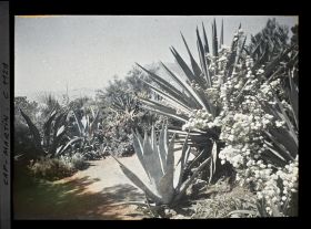 Image représentant le Jardin