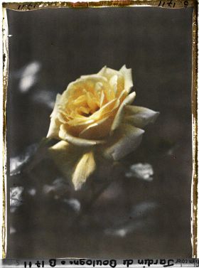 Image représentant Rose jaune