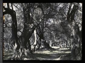 Image représentant Bois d'oliviers du cap Martin