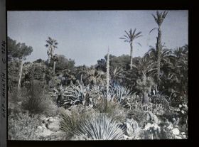 Image représentant Vue du jardin africain