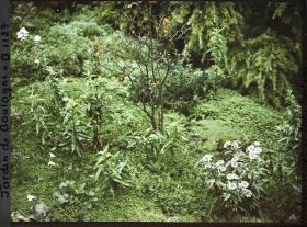 Image représentant Jardin japonais ?