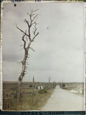Image représentant France, Rancourt, Un arbre ayant servi d'Observatoire aux allemands