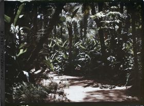 Image représentant Allée traversant un sous-bois d'ambiance tropical