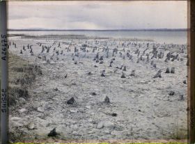Image représentant Site palafittique préhistorique des Alpes, pieux en bois visibles lors de la baisse des eaux après la grande sécheresse de 1921