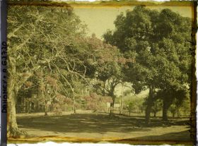 Image représentant Flamboyants et manguiers