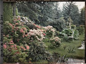 Image représentant Massif de rhododendrons et d'azalées en fleurs bordant l'est du marais
