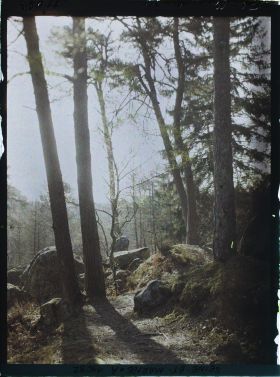 Image représentant France, Fontainebleau, Forêt de Fontainebleau
