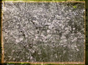 Image représentant Ile de France, Frepillon, Pommier en fleurs