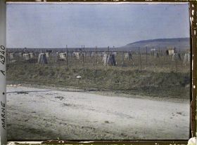 Image représentant Culture de la vigne
