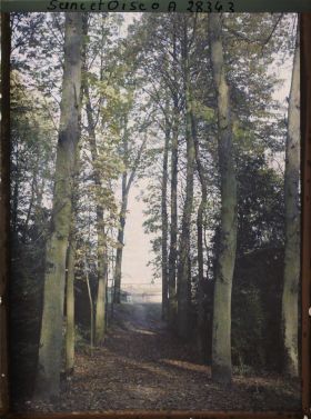 Image représentant Sous bois dans le parc