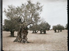 Image représentant Vieux oliviers dans une plantation (culture arabe)