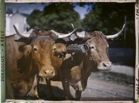 Image représentant France, Brantôme, 2 têtes de vaches prise de prés