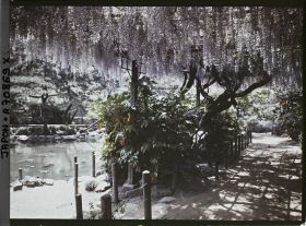 Image représentant Hibiya-koen (parc de Hibiya) : glycines au bord de l'étang Shinkei