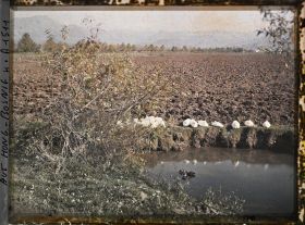 Image représentant Canards dormant