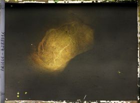 Image représentant La grotte des Trois-Frères : le bison