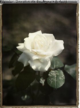 Image représentant Rose blanche