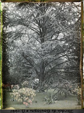 Image représentant Azalées dans la forêt bleue