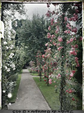 Image représentant Rosiers en fleurs ornant l'allée sud du verger-roseraie, vue en direction du jardin français