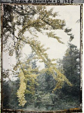 Image représentant Branche de ginkgo jaunissant et lisière arborée du " jardin chinois " aux abords d'une maison