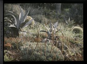 Image représentant Gros plan sur aloès en voie de floraison et agaves