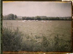 Image représentant Troupeau de charolaises le long du canal du Centre