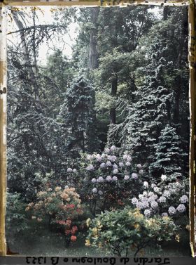 Image représentant Rhododendrons et azalées près de la forêt bleue