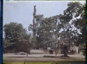 Image représentant Un chronoxyle d'Iroko (ou milicia exclesa) sacré ou arbre fétiche