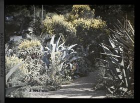Image représentant Allée ornée d'agaves, aloès et genets en fleurs, à proximité d'une habitation, vue prise à 7 h