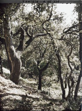 Image représentant Un sous-bois dans la forêt de chênes