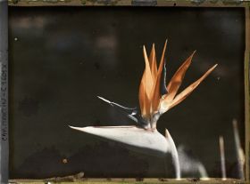 Image représentant Fleur de Strelitzia reginae encore appelé "Oiseau du paradis"