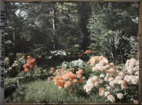 Image représentant Azalées près de la forêt bleue