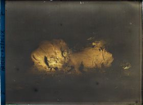 Image représentant La grotte du Tuc d'Audoubert : les bisons