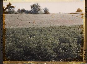 Image représentant Ile de France, Vallangoujard, Pommes de Terre et Coquelicots
