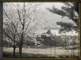 Image représentant Cerisiers en fleurs