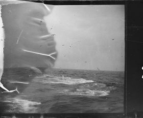 Image représentant Oiseaux marins au dessus de la mer agitée