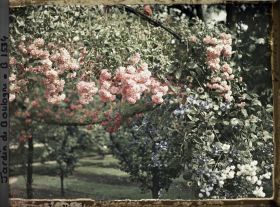 Image représentant Roses et clématites en fleurs, au nord-ouest du verger-roseraie, non loin de la dépendance