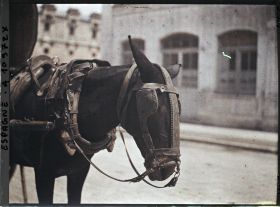 Image représentant Espagne, Bilbao, La tête d'une grande mule avec son harnachement