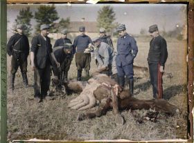 Image représentant Autopsie de chevaux tués